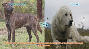 Corsican Dog vs. Kuvasz: A Breed Comparison for Dog Lovers