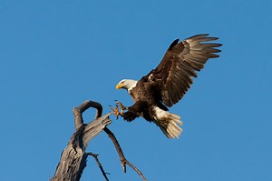 How can robots land like birds?