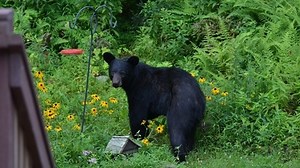 DNR: Don't be surprised if you come across a black bear in Michigan