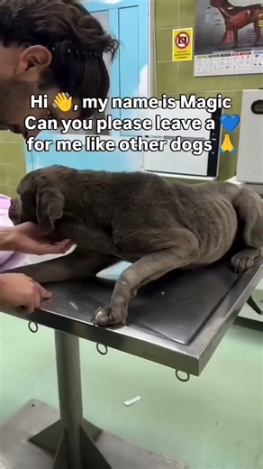Please don’t scroll…🐾💔We rescue injured and abandoned animals in need of food and treatment