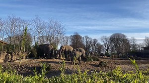 19K views · 267 reactions | How cute are the Elephants in Dublin Zoo playing with old Christmas Trees! | Lovin Dublin | Facebook