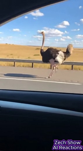 ostrich spotted running on freeway | Zech Show