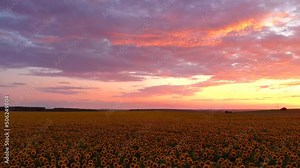 Spectacular sunset over a sunflower field. Filmed in UHD 4k video.