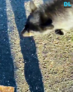 309K views · 10K reactions | Lucky guys hand fed a hungry baby bear. | D.L. Hughley | Facebook