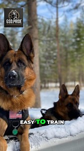 Show Line German Shepherd A classic show-line German Shepherd — elegant build, rich color, and that confident, noble posture. Calm, balanced, and a true family companion with iconic good looks. #GermanShepherd #ShowLineGSD #GSDShowLine #GSDLife #GSDLovers #GermanShepherdFeature #DogPhotography #GSDPride #ShowDog #WorkingDog #DogReels #PetReels #MaxTheGSD | Volodymyr Pylypyak