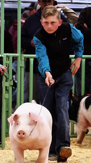 The Dark Side of Landrace Pigs - Show Pig Training Revealed!