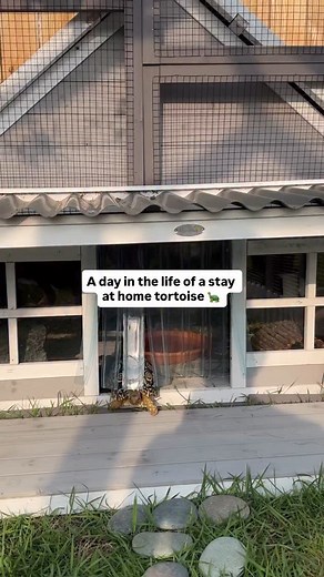 Another exhausting day of yelling at the bugs to get off his lawn 😮‍💨🤭 idk about you but sometimes I wish I was a stay at home tortoise. 🐢 . . . . . #dayinmylifevlog #grwm #petmom #petlovers #dogmomlife #petsoftheday #turtle | through.the.lleaves