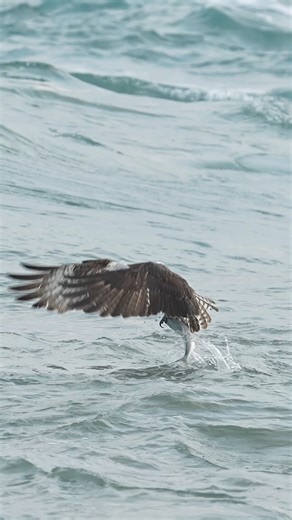 206K views · 3.9K reactions | When pompano are moving through with the tide Osprey are eager to rip them from the surf. But this fish never comes out of its home without a fight. Pompano are thicker than most fish and their girth is almost all muscle. This gives the pompano a huge advantage when compared to other fish. This fish now has one heck of a story to tell its mates. It survived! | Mark Smith Photography | Facebook