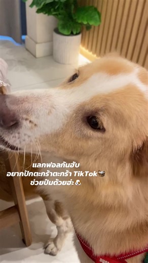 #นายหน้าtiktokshop #นายหน้าtiktok #นายหน้าออนไลน์ #แลกฟอลกันมั้ยคะ #แลกฟอล