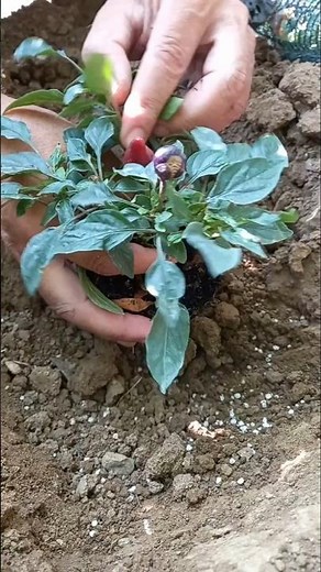 🌶️ How I Planted a Hot Pepper #garden #gardening #hot