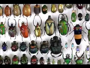 Roswell Alien Interview [FULL]