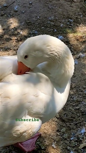 Beautiful Goose cleaning after bath..