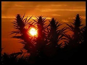 Linval thompson - I love Marijuna