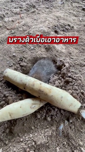 ตุ่นพรางตัว ในการคาบอาหาร โดยใช้ดินบังหน้าตัวเอง #ตุ่น #สัตว์เลี้ยง #สัตว์โลกน่ารัก