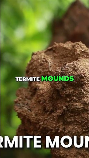 Ball Pythons: Wild Habits Revealed! Understand Their Needs. #shorts