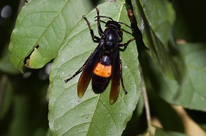 Facts About the Black Hornet Insect