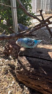 Those little jumps are everything 😍 #accessibility video description: in the special needs aviary, a couple of budgies with abnormal wing feathers get between logs, rocks, and the ground (and up again) by jumping. | Little Beaks