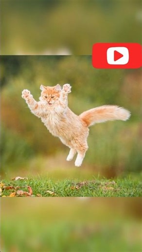 How to Teach Your Cat to Dance: Easy Steps for Fun Tricks