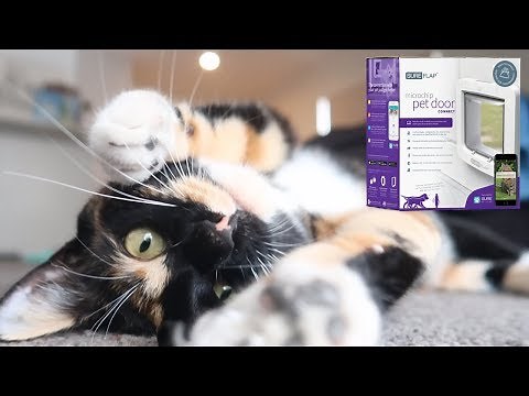 TRAINING OUR INDOOR CATS TO USE A CAT DOOR