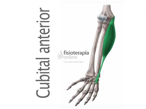 Músculo cubital anterior o flexor cubital del carpo