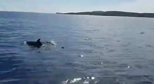 48K views · 1.9K reactions | How cute! 殺 Spotted off Gozo! A once-in-a-lifetime opportunity!  Carmelo Refalo | Malta Weather | Facebook