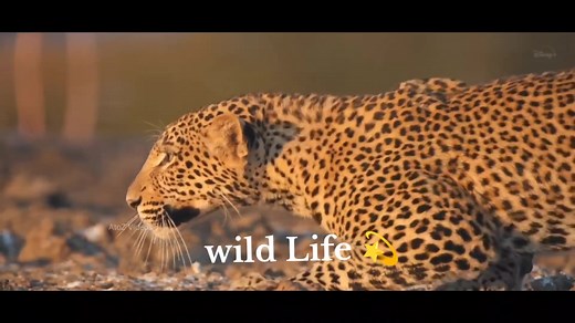 #documentary #art #likeforlike #duet #fypシ #wildlife #unfreezemyacount #fypシ゚viral #viraltiktok #foryoupage #fyp