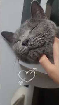카아모음🐱🐱
