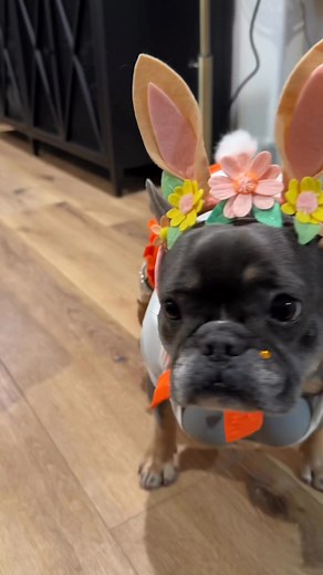 541K views · 12K reactions | Happy Easter y’all ! #easteroutfit #dogblogger #ootd | Midgie Pudge | Facebook