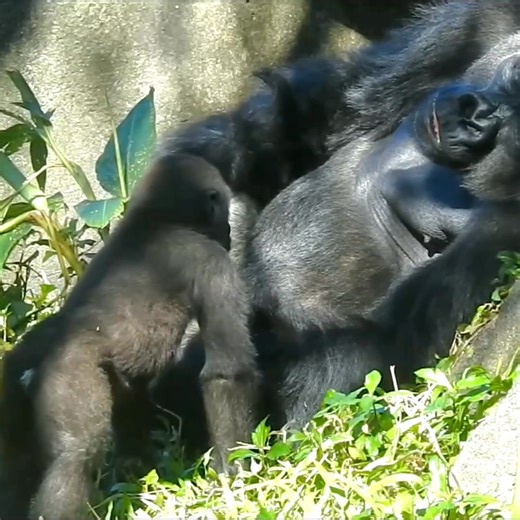 So sweet gorilla son Jabali doing disturb daddy D'jeeco while napping. #gorilla#gorillaglue#animals | Cool Animal