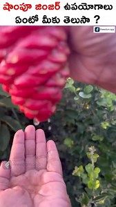 47K views · 724 reactions | 100% Natural Shampoo Plant - Shampoo Ginger Plant Benefits #fbreels #naturalshampoo #trendingshorts | Boss Wallah Farming Telugu | Facebook