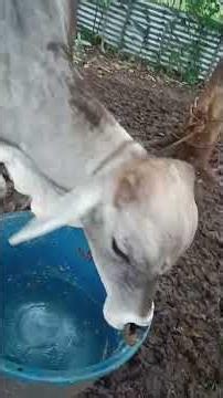 feeding time