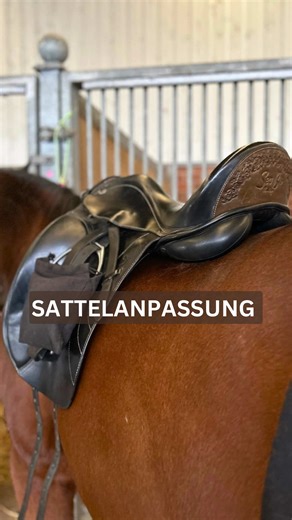 Professionelle Sattel-Anpassung für Pferde