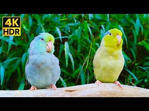 Cute Parrotlet ASMR: Sweet Chirping Birds & Jungle Sounds for Deep Sleep (4K)