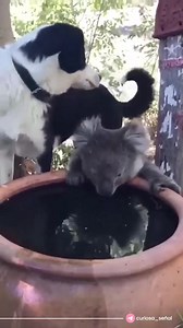 Los koalas están considerados casi los animales más indefensos e inofensivos del mundo🐨 No atacan a nadie y no saben en absoluto cómo protegerse. Si se les hace daño, en el mejor de los casos huirán, probablemente no devolverán el golpe ni morderán. Recuerda seguirnos y apoyar esta magnífica pagina. "sin excusas" MW. | mr will.
