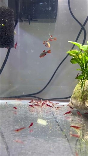 Cómo reproducir gambas de acuario de forma rápida y sencilla