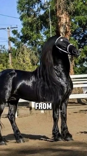 The Most Handsome Horse Breed On Earth #horse #shorts