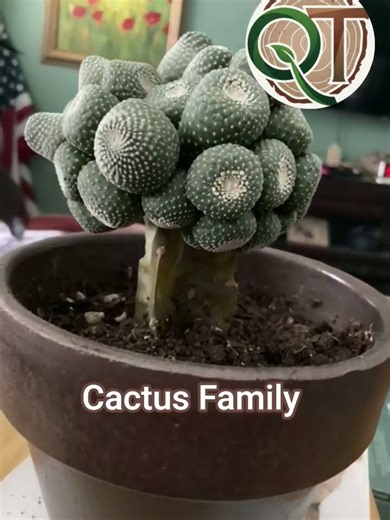 The world's smallest cactus species #cactus #nature