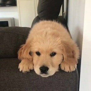 4.6K views · 290 reactions | What are your favourite dog names? Credits (via instagram/henrys.day) | EPets | Facebook