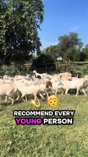 If there’s one business I confidently recommend to young people looking to start strong this year, it’s goat farming. 🐐 Goats are true assets.. nothing goes to waste. The meat brings steady income, the skin has real market value, and even the manure generates money through organic fertilizer. With proper management, goat farming requires relatively low startup capital, grows fast, and offers multiple income streams. It’s not just farming..! it’s wealth creation, sustainability, and independence