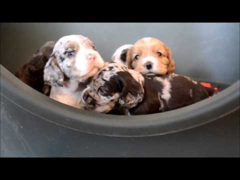 Cocker Spaniel Puppies for sale **www.maryscockerhaven.com** 719-306-8118