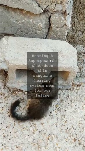 The Feline Ear A Masterpiece of Evolutionary EngineeringAs we gaze into the piercing...