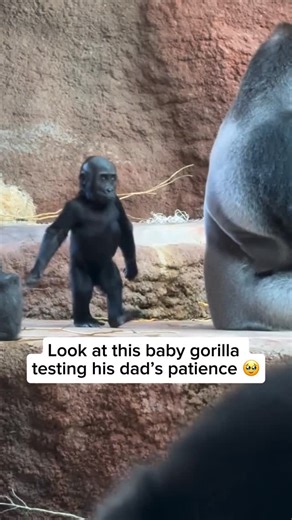 Wildlife & Animals on Instagram: "Baby gorillas are naturally curious and playful, often using touch as a way to explore and learn social boundaries. In this moment, the young gorilla gently touches the adult gorilla and plays with his back, testing patience through repeated interaction. This kind of behaviour is a normal part of development, helping young gorillas understand limits within their group. When the adult finally pushes him away in mild annoyance, it is a calm and natural form of com