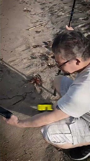 Étrange chose blanche trouvée sur la plage...