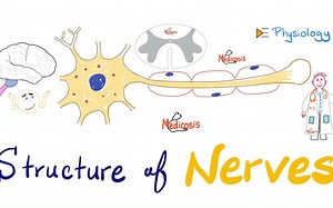 Structure of Neurons | Nerve Physiology