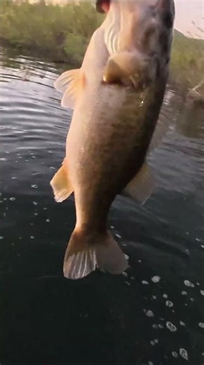 Nonstop Bite at Lake Perris | 03.02.2026 | Fish 27 of 27