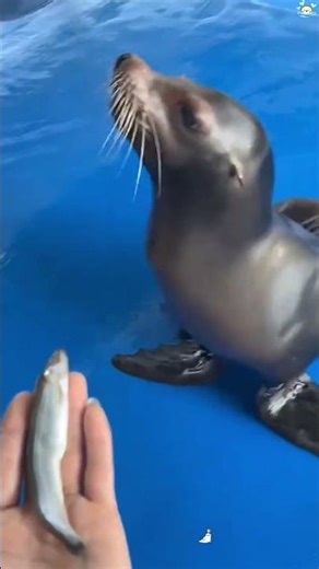 This little seal just stole my heart❤🥰#seal #animals #love #cute #funny #foryou #fyp