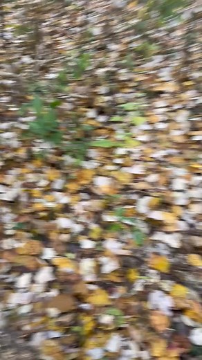 Our last 2 pups have started. 5 month old Oscar and 4 month old Sparky. Pretty darn good for their first day of running! | Tom Buddy Davis