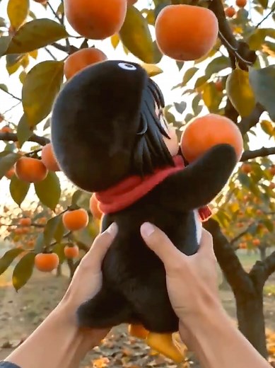 Cute Penguin Baby Sounds ASMR: Soothing Gugugaga Moments