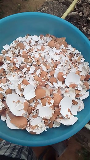 Egg shell as organic source of calcium for strong bones. blend and mix with feed.