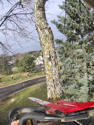 Tree Work Techniques: Perfect Landings Explained